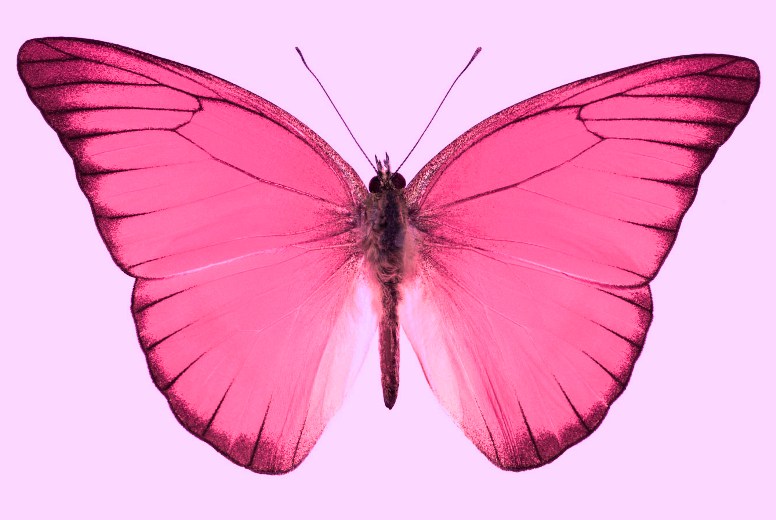 Белая розовая бабочка. Пушти Капалак. Розовые бабочки. Бабочки бело розовые. Бабочки ярко розовые.
