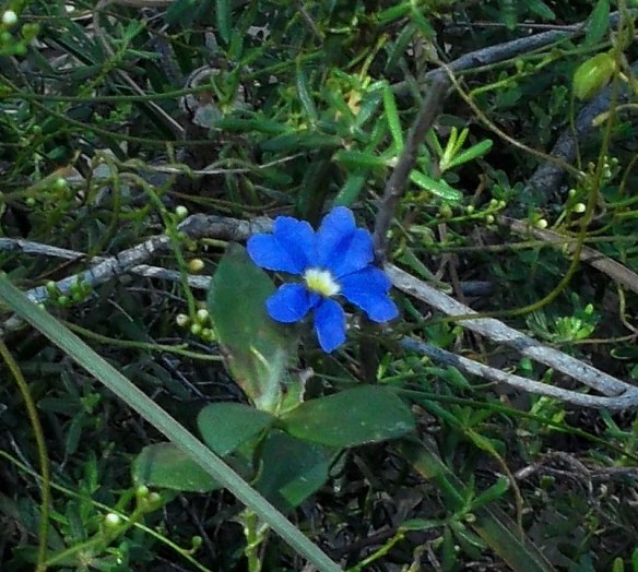 ...and blue dampiera.