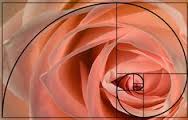 The spiral of the blooming Rose expresses the golden ratio-Fibonacci spiral.